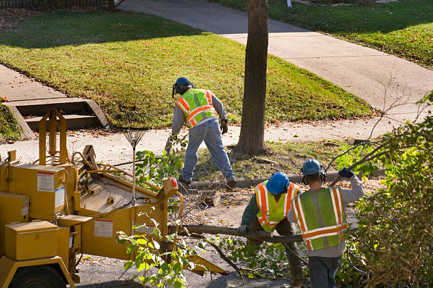 Best Tree Removal Services  in Pine Ridge, PA